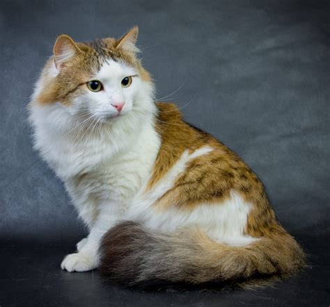 Ragamuffin cat breed - (June 2019) The Ragamuffin is a breed of domestic cat. It was once considered to be a variant of the Ragdoll cat but was established as a separate breed in 1994. Ragamuffins are notable for their friendly personalities and thick fur. General description. 
